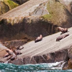 USA. Alaska 1/3. Forme di vita