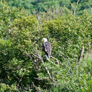 USA. Alaska 1/3. Forme di vita