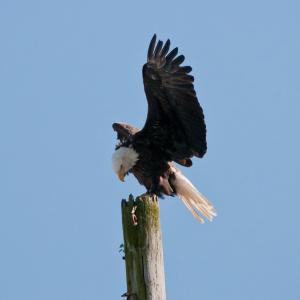 USA. Alaska 1/3. Forme di vita