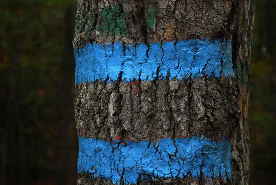 T 11_39 On what day of the year are the shadows  the shortest where you live?  