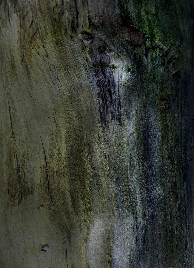 Dryads - tree spirits.