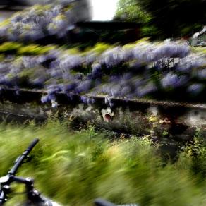  Dalla serie pedalatore ciclista .lui è li che ti aspetta ti scruta al entrata del paese,alla seconda curva.