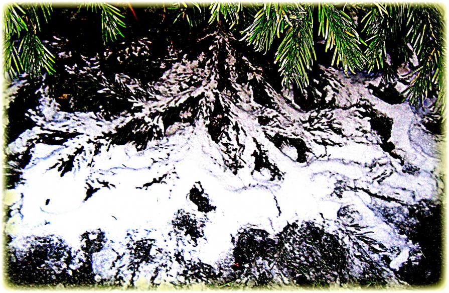 (Snow)  In The Woods