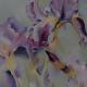 Irises