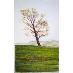 La solitudine dell'olmo