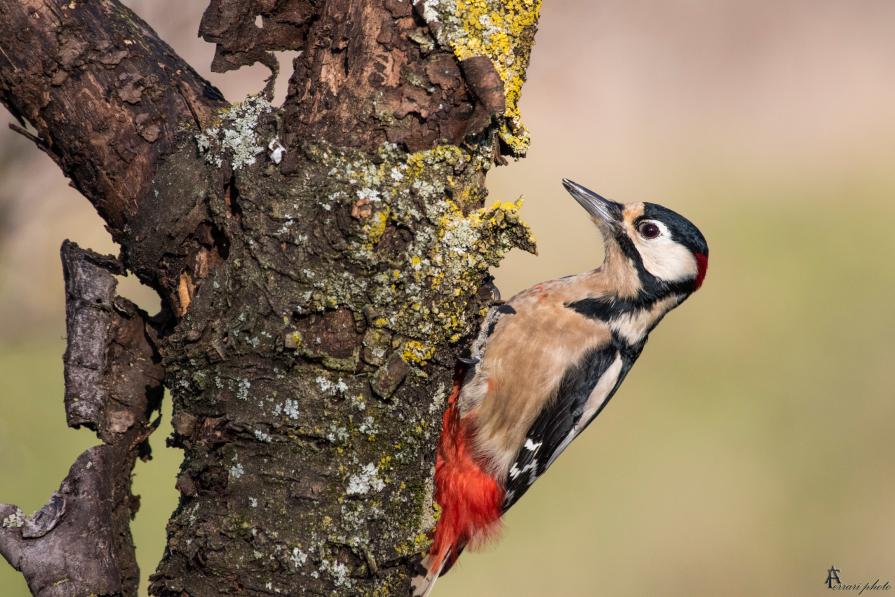 Mr woodpecker