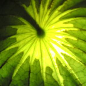 OCCHIAMOCI OCCHIAMOCI