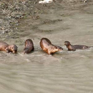 USA. Alaska 1/3. Forme di vita