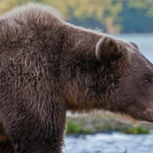 USA. Alaska 1/3. Forme di vita