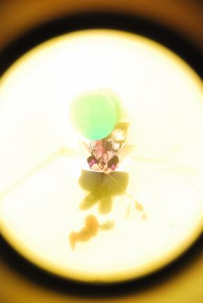 The Hat and The Blue rose