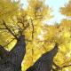 ginkobiloba