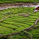Sapa Rice Field