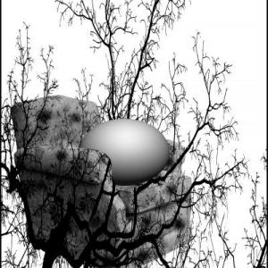 ALBERI , SOLO ALBERI , AMATI ALBERI .