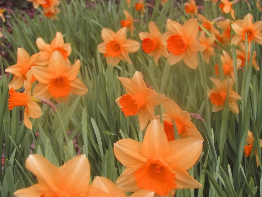 Orange daffodills Orange daffodills