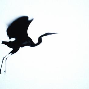 Roberta Pelone  - Airone rosso