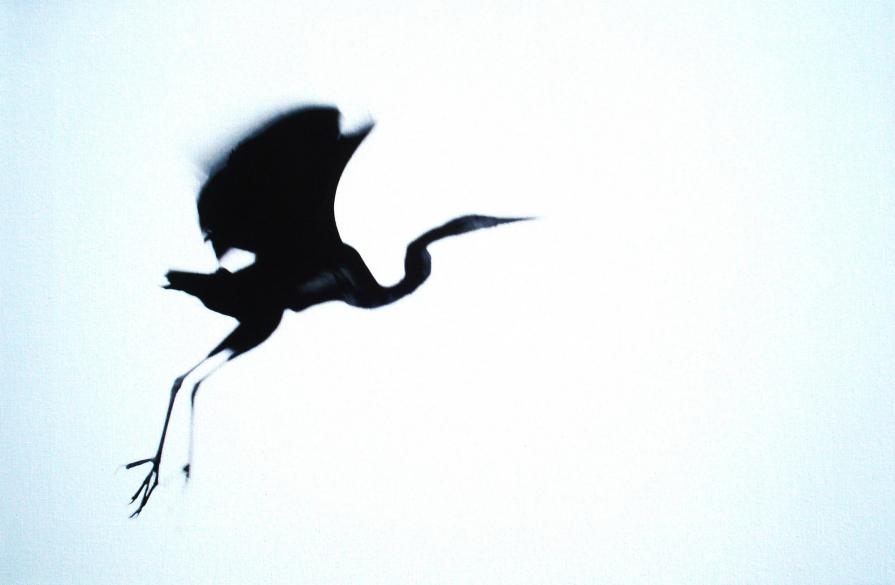 Roberta Pelone - Airone rosso Roberta Pelone - Airone rosso