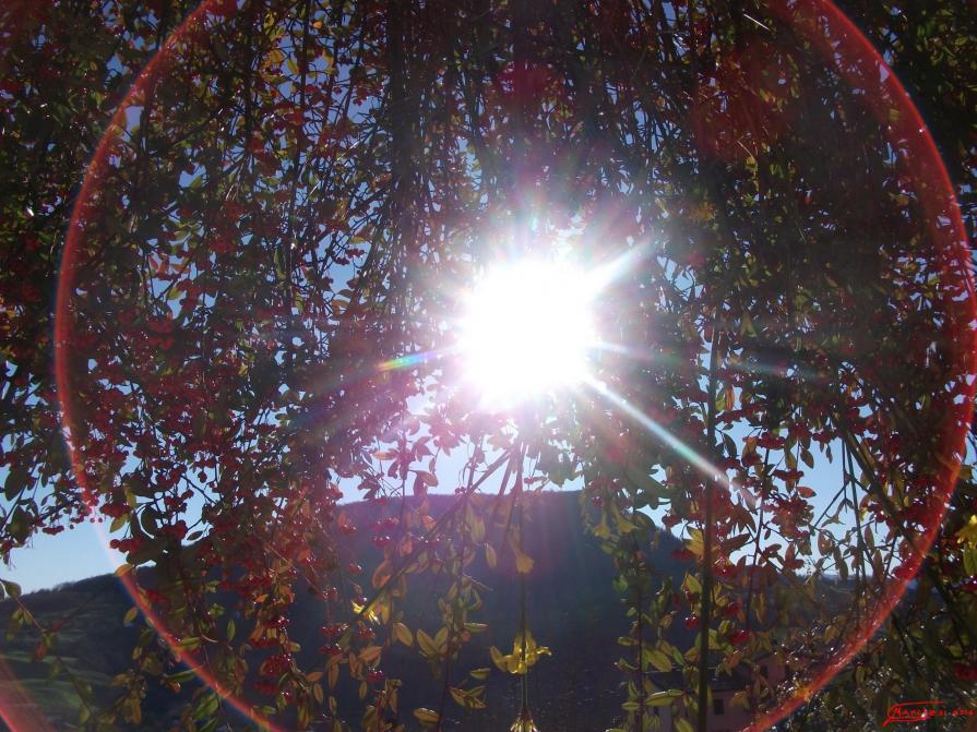 SPIRAGLIO NEL COTONEASTER