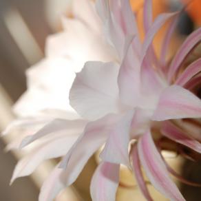 Per te, Nico C. Samary