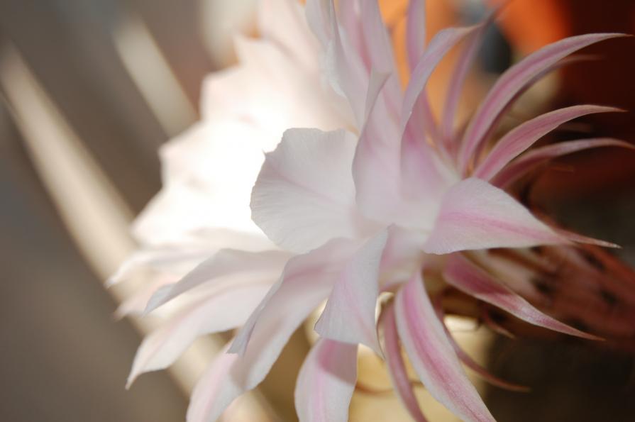 Per te, Nico C. Samary