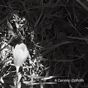 piccolo raggio di sole. .