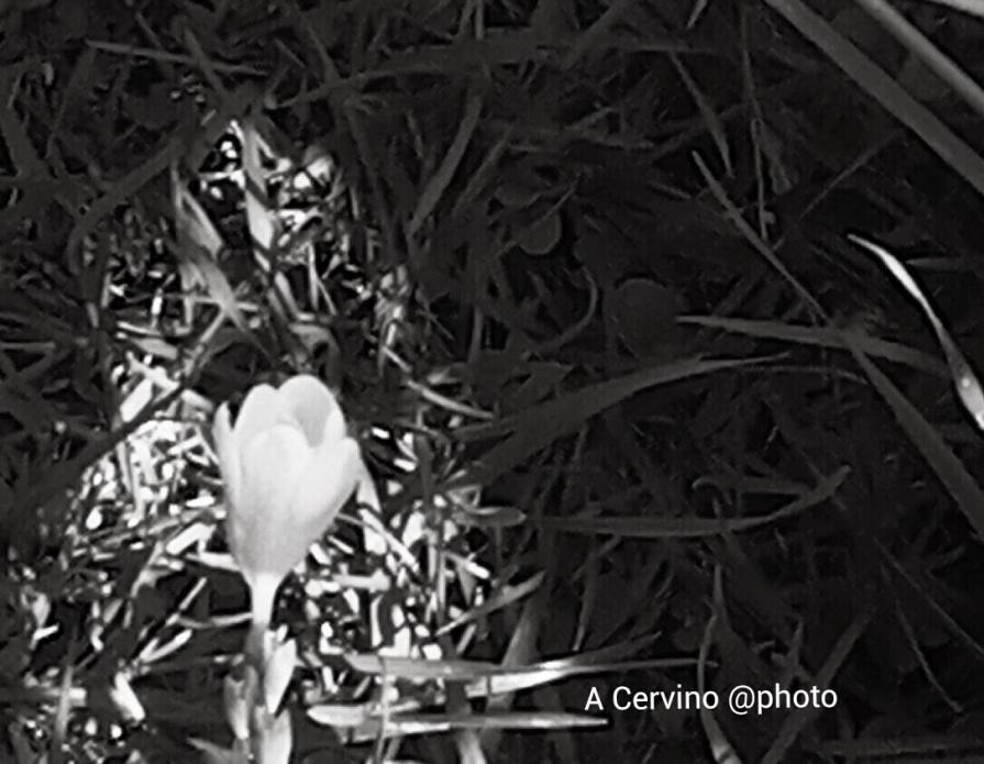 piccolo raggio di sole. .