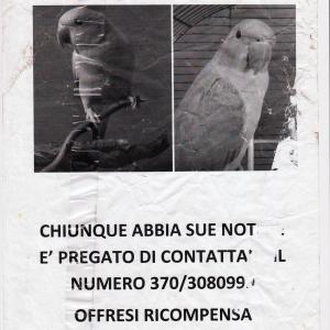 pappagallo pappagallo