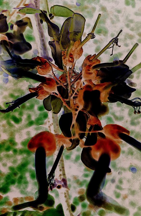 Combattente Fiore Lama-Oscura Combattente Fiore Lama-Oscura