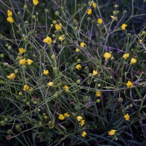 I fiori a sera s’adagiano alla poca luce