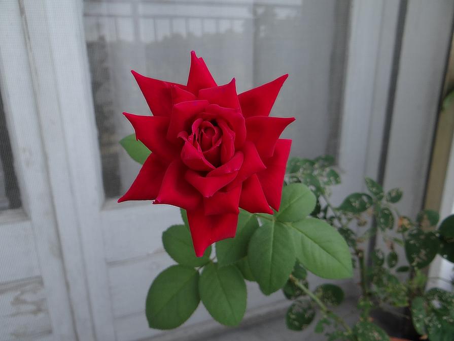 ...ROSSA COME LA PASSIONE!!!... ...ROSSA COME LA PASSIONE!!!...