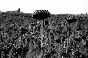 Officina delle Arti di Daniele Fedi - Tristezza