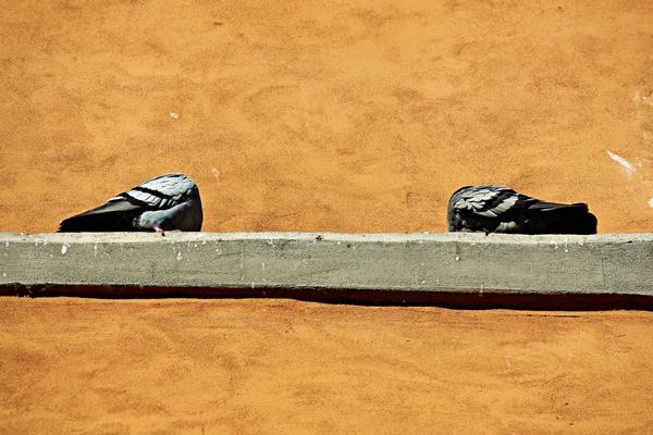 Discreta composizione