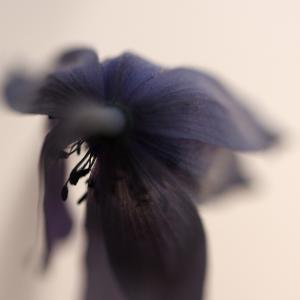 Saper Sbocciare ancora