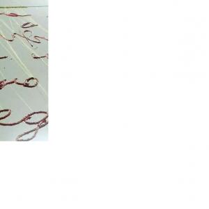 La Tenda del Silenzio