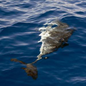 "mare rumore e silenzi"