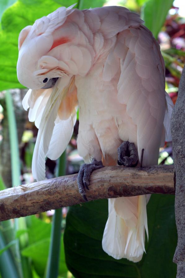 Meravigliosa creatura