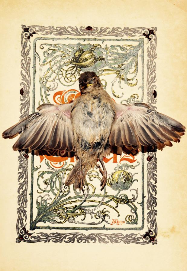 Passer hispaniolensis 3