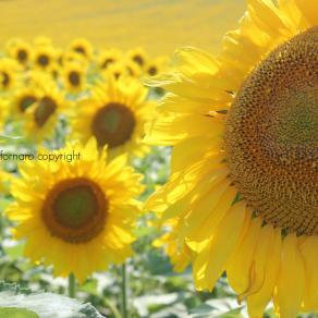 il sole delle marche