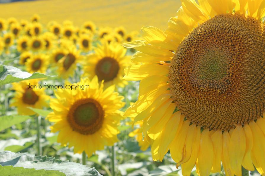 il sole delle marche