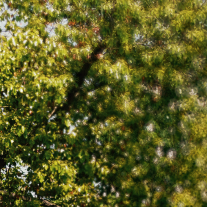 orticoltura 03 orticoltura 03