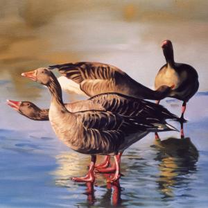 ZOO D'ARTE, L'ARCA DI NOè ALLA GALLERIA ARTEARTE DI MANTOVA