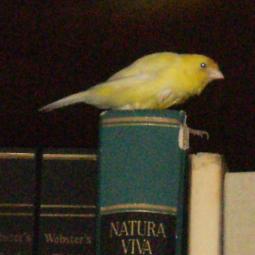 PaoloPittor PaoloPittor