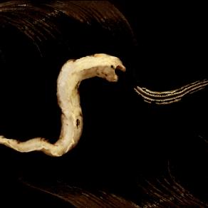 11-Fotocreature DigOut n°22-