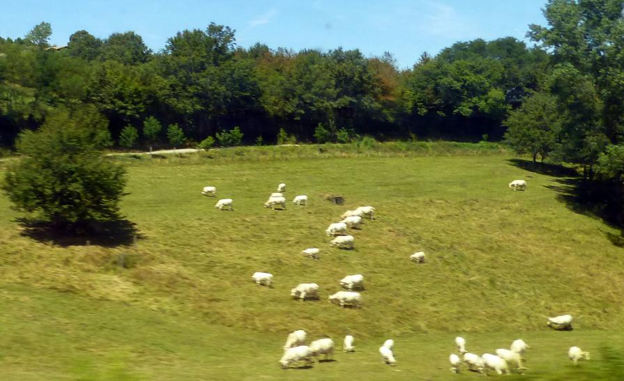 Les vaches ne regardent plus les trains passer !