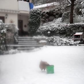 la gallina di mia sorella