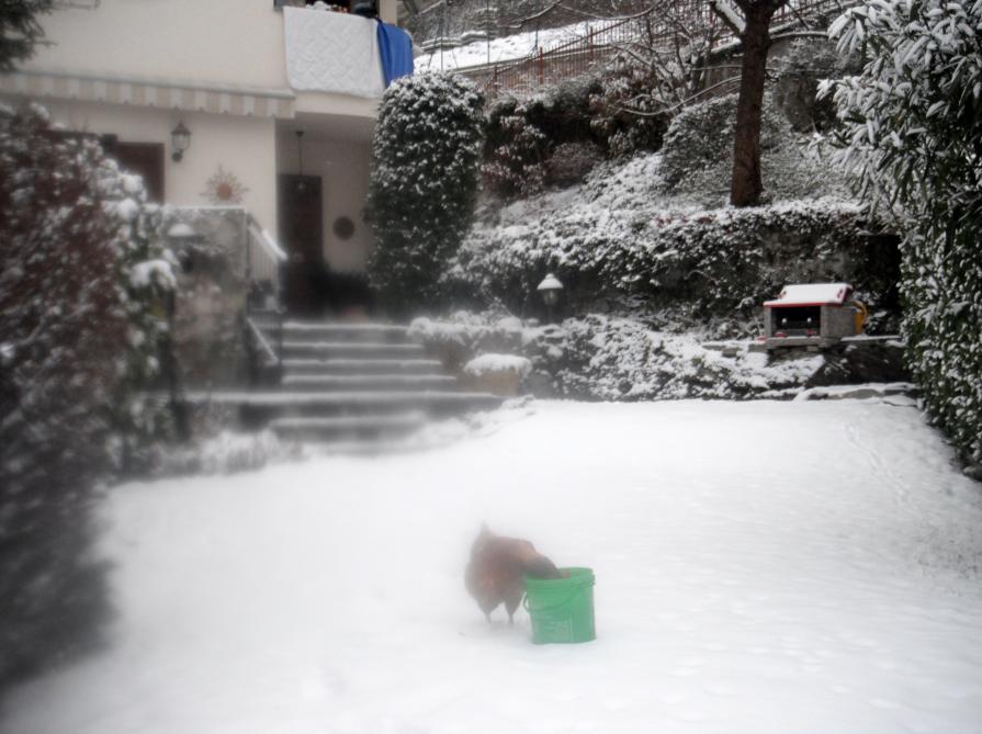 la gallina di mia sorella