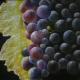 GRAPPOLO D'UVA