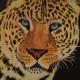 Leopardo