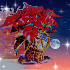         ..."Stella di Mezzanotte"...