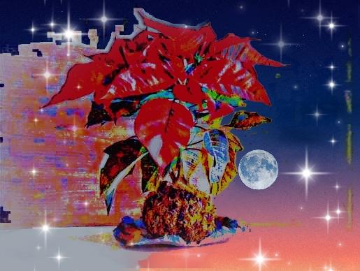         ..."Stella di Mezzanotte"...