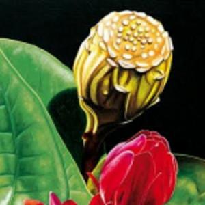 Tommaso Andreocci - Cromatismi